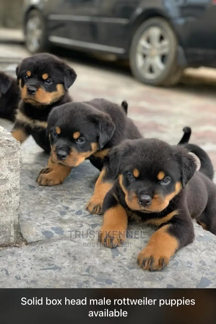 1-3 months Male Purebred Rottweiler