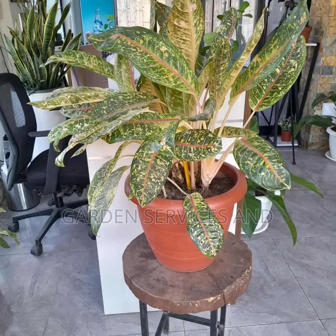 Aglaonema With Pot for Sale