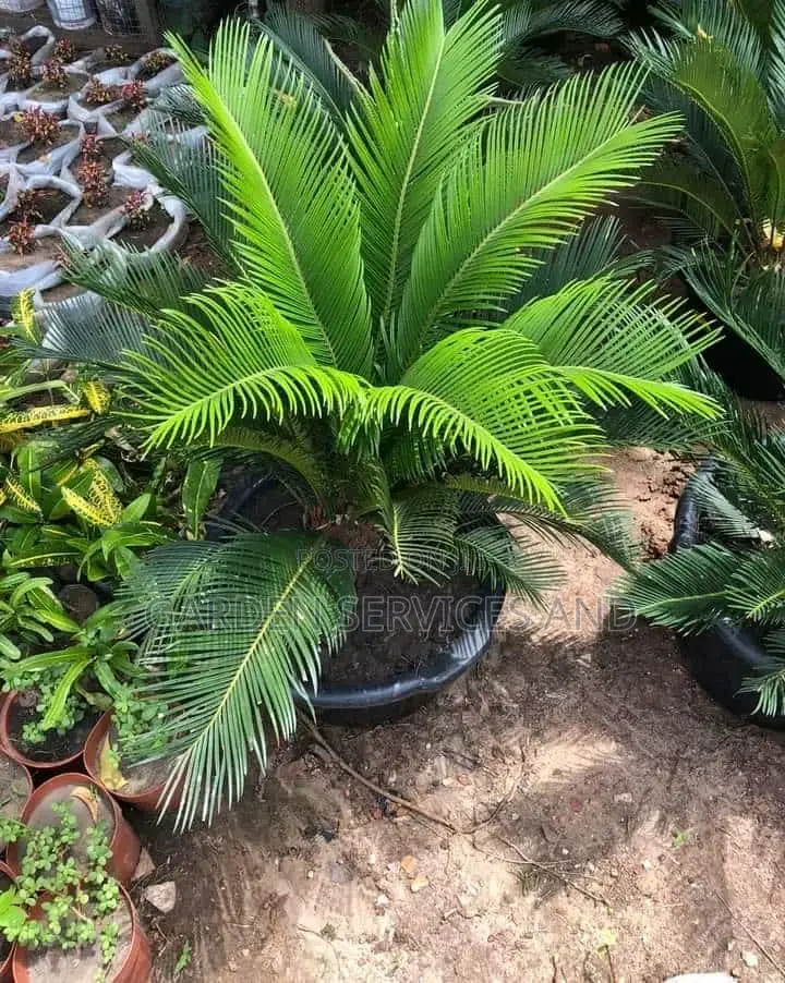 Sago Palm for Sale