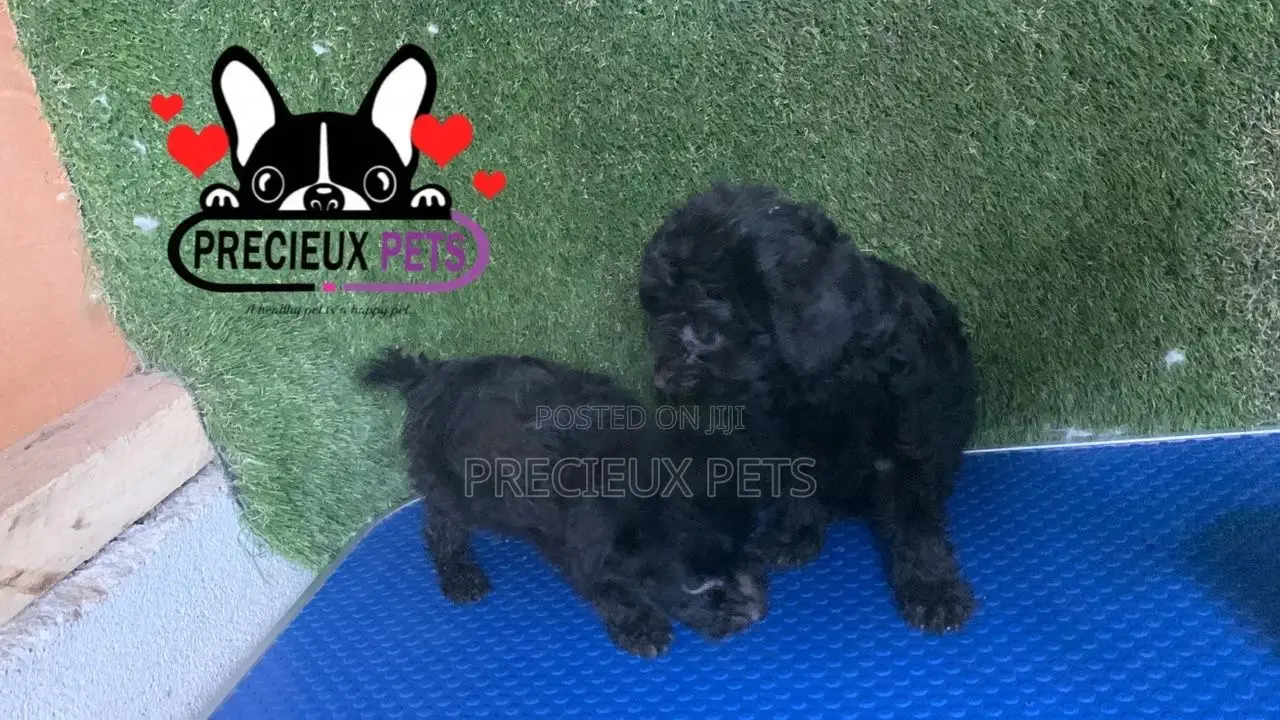 1-3 months Female Purebred Poodle