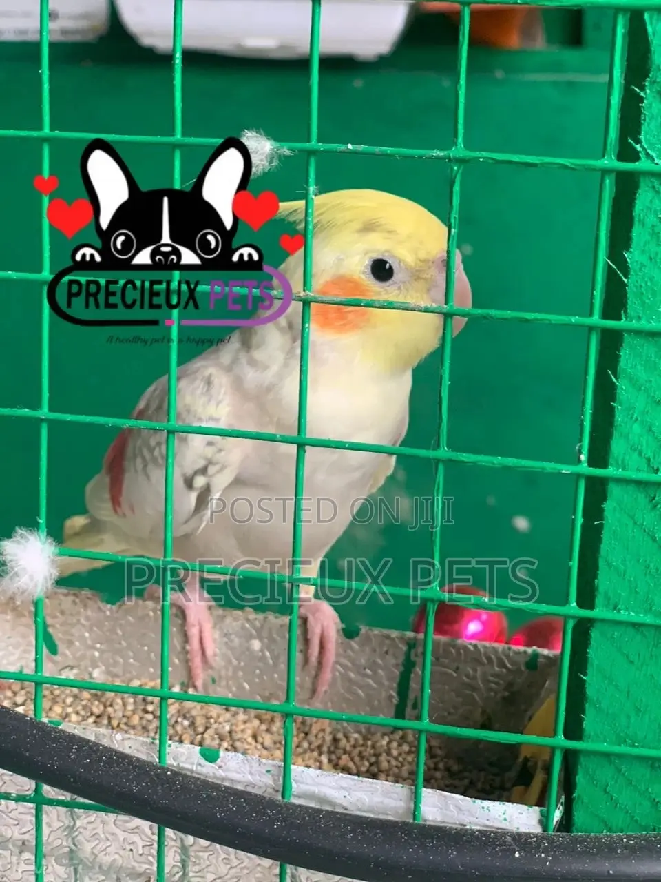 Cockatiel Parakeet