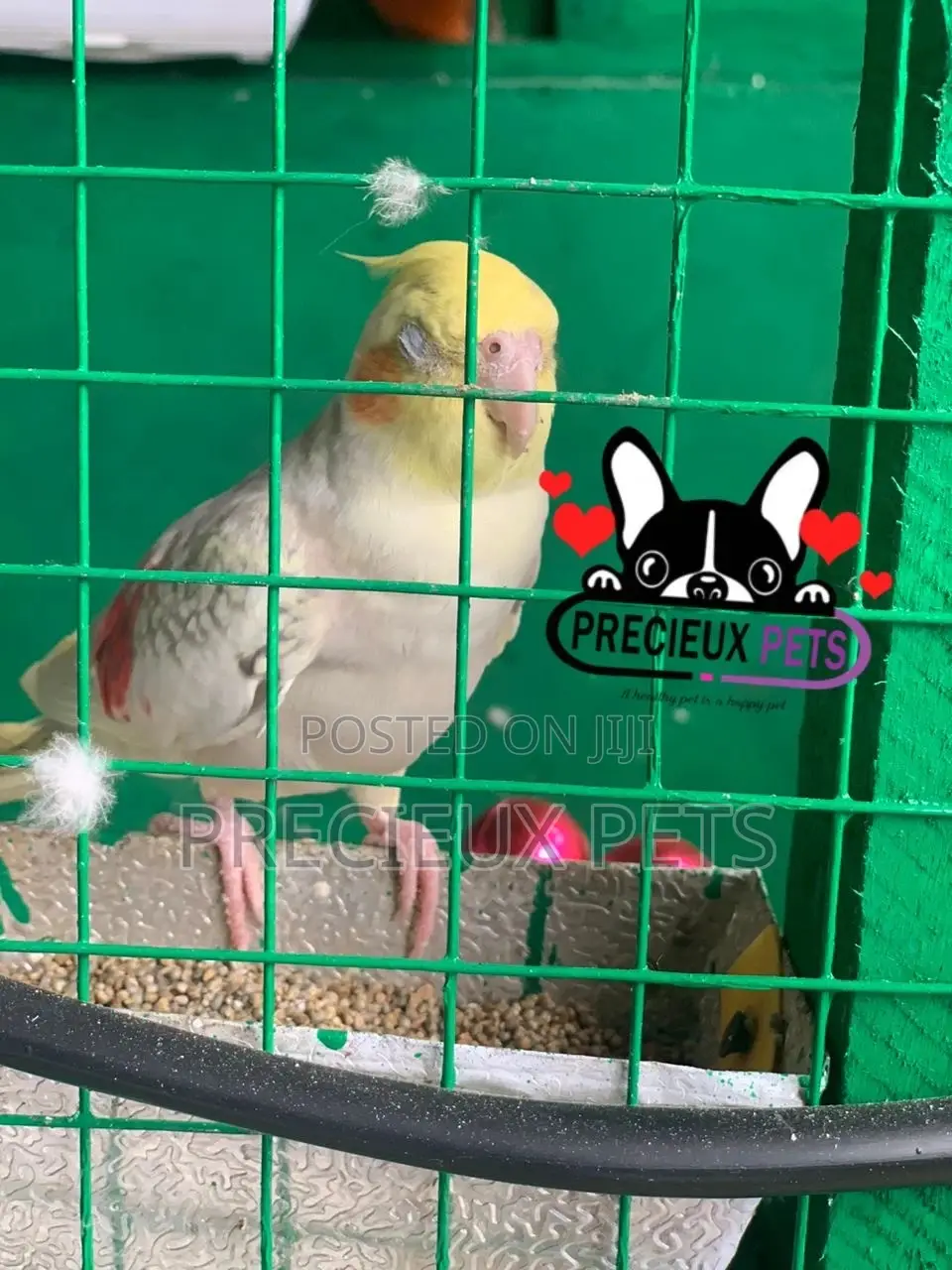 Cockatiel Parakeet