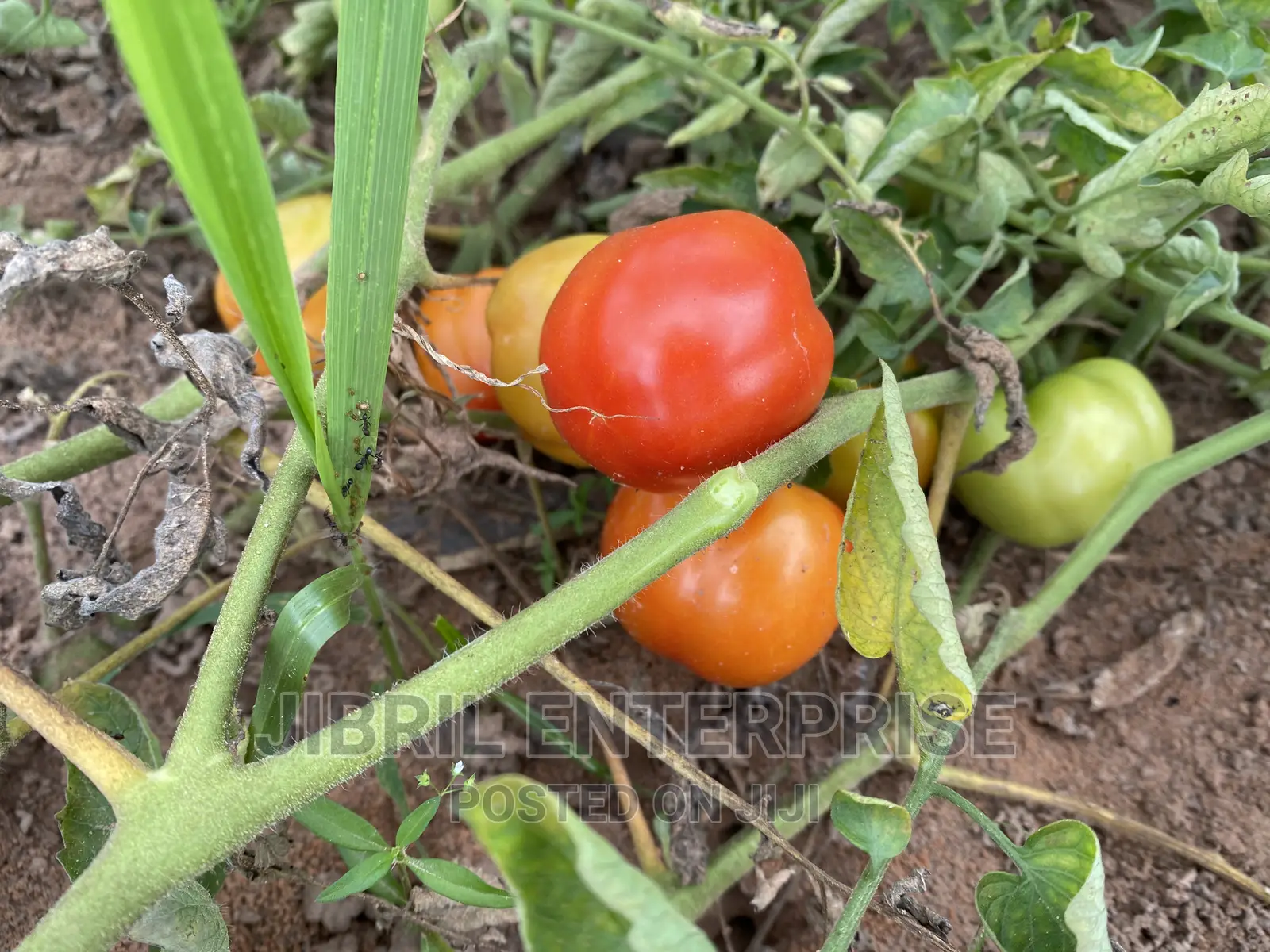 Roma Tomato, Burkina Tomato, Non Hybrid Seeds for Planting