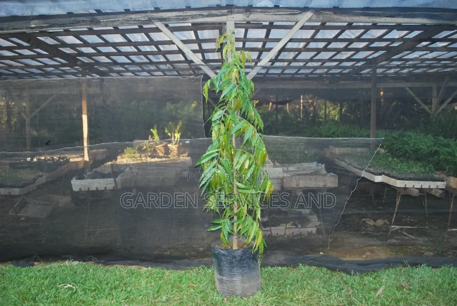 Indian Tree for Sale