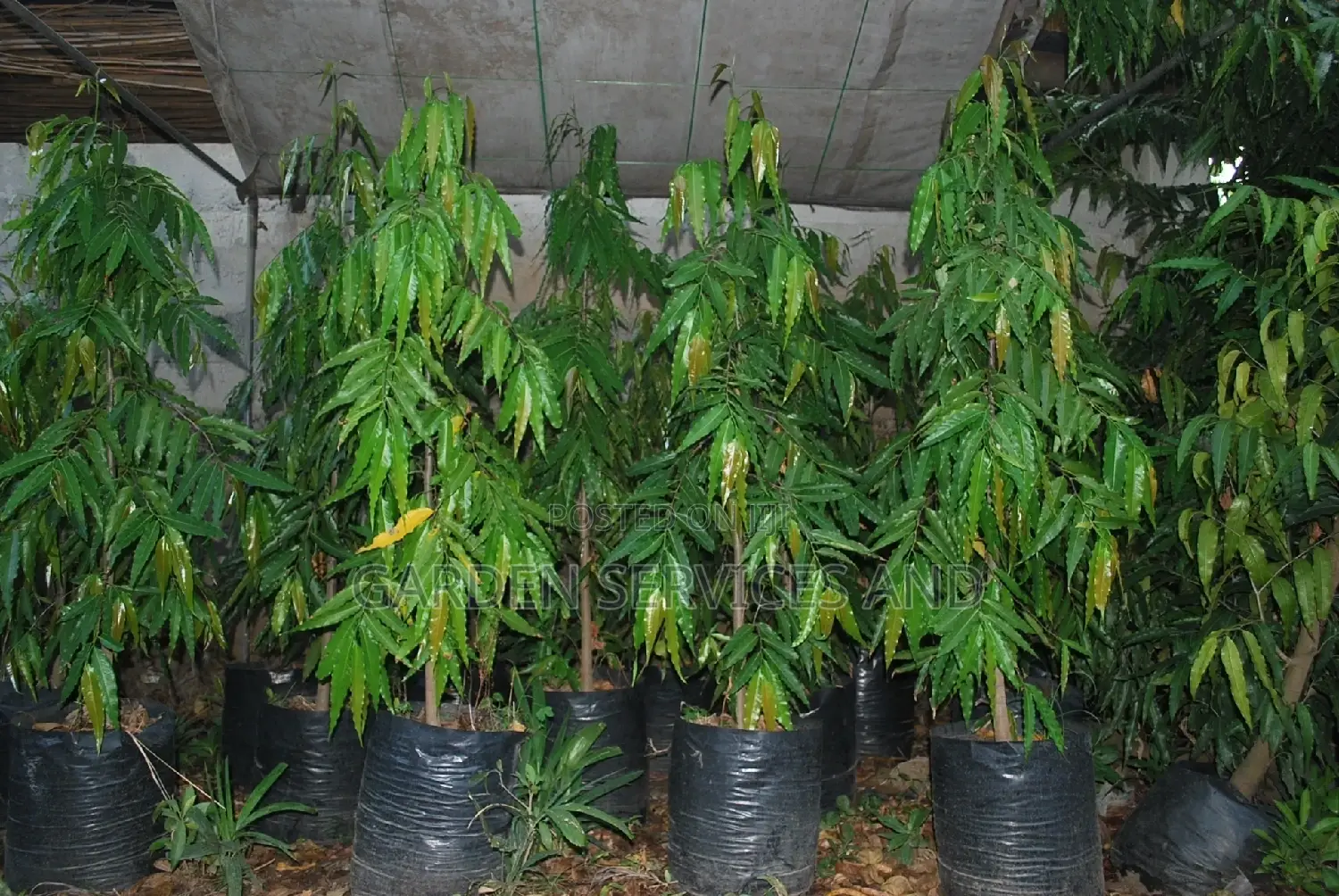 Indian Tree for Sale