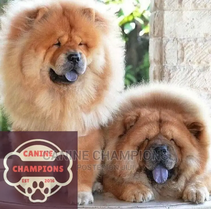 1-3 months Female Purebred Chow Chow