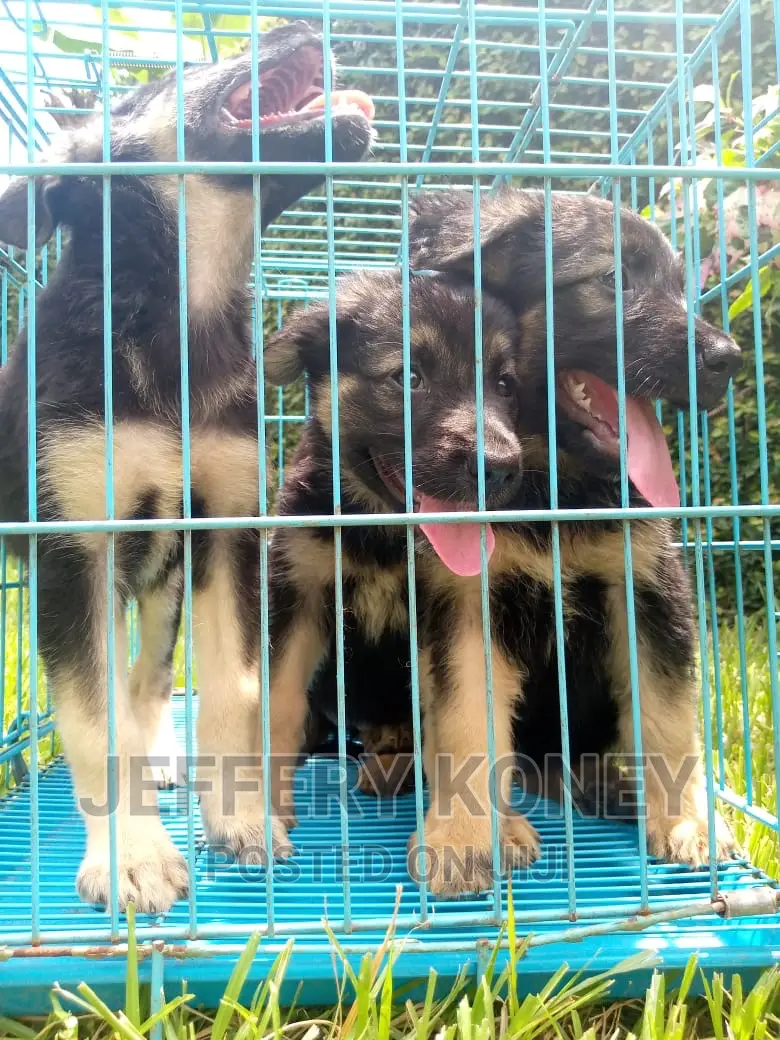1-3 months Male Purebred German Shepherd