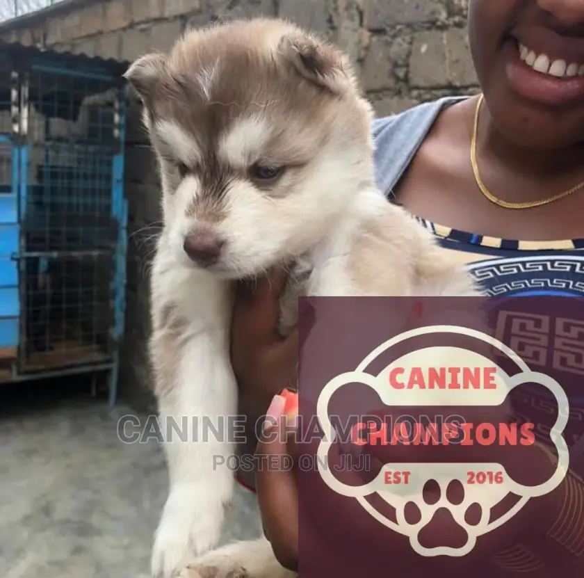 1-3 months Female Purebred Siberian Husky