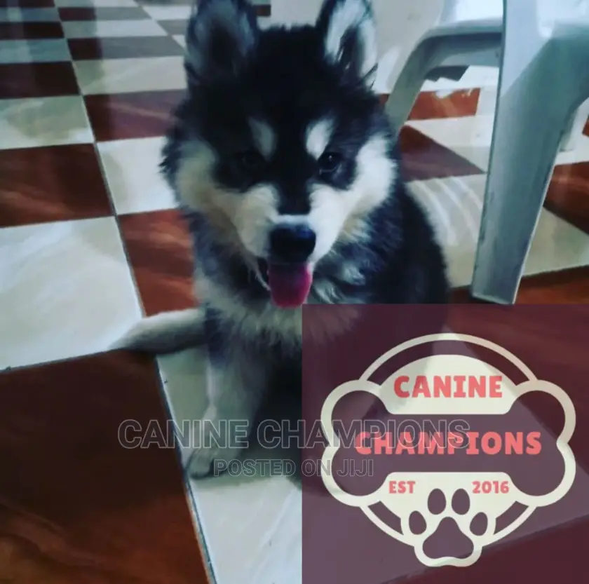 1-3 months Female Purebred Siberian Husky