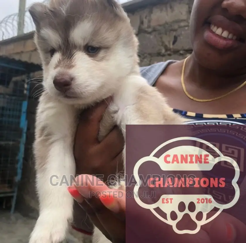 1-3 months Female Purebred Siberian Husky