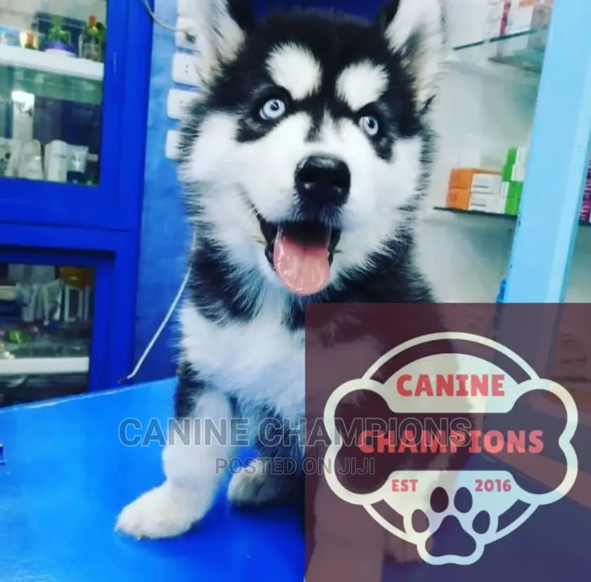 1-3 months Female Purebred Siberian Husky