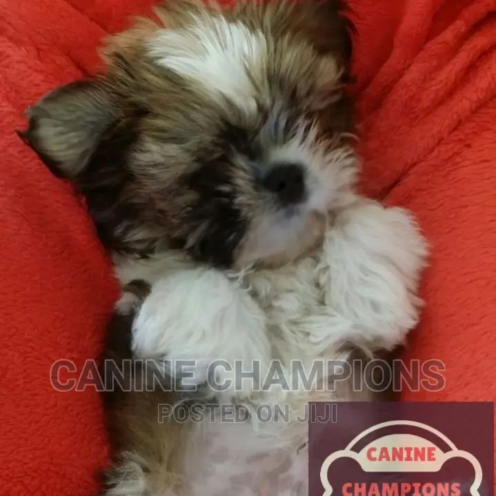 1-3 months Female Purebred Shih Tzu