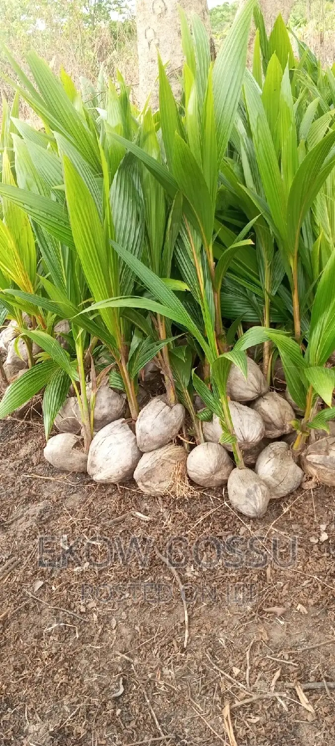 Hybrid Coconut Seedlings