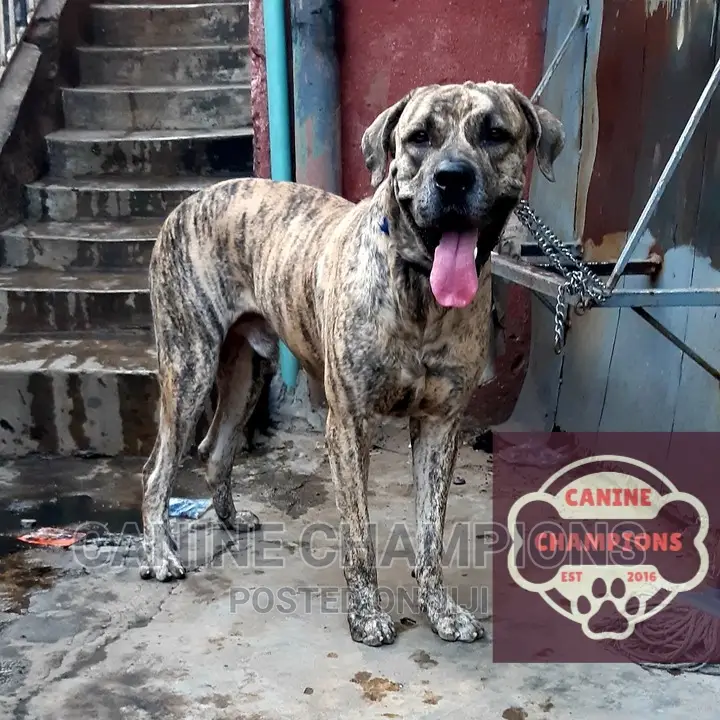 1+ year Male Purebred Boerboel