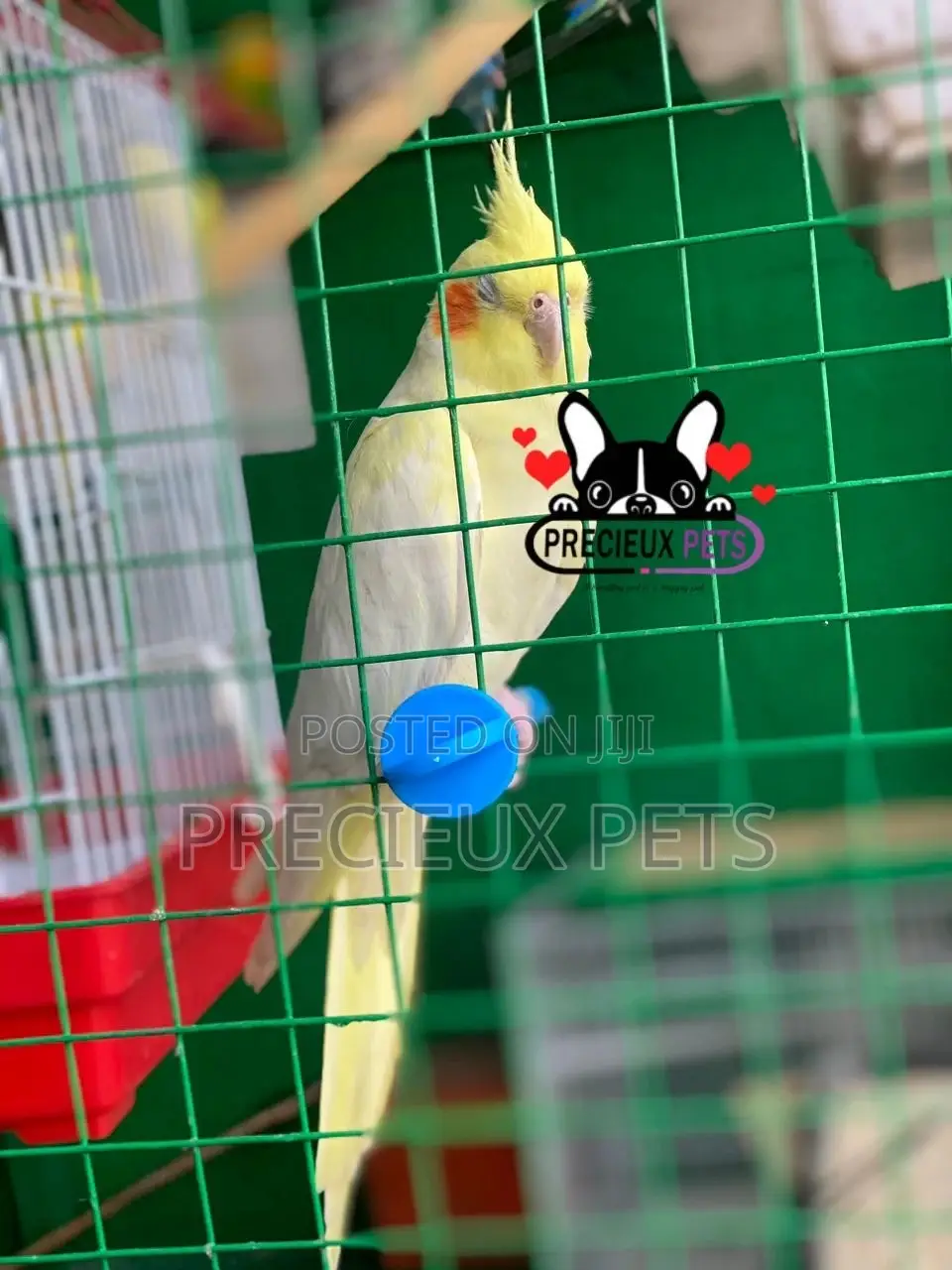 Tamed Female Cockatiel Parakeet