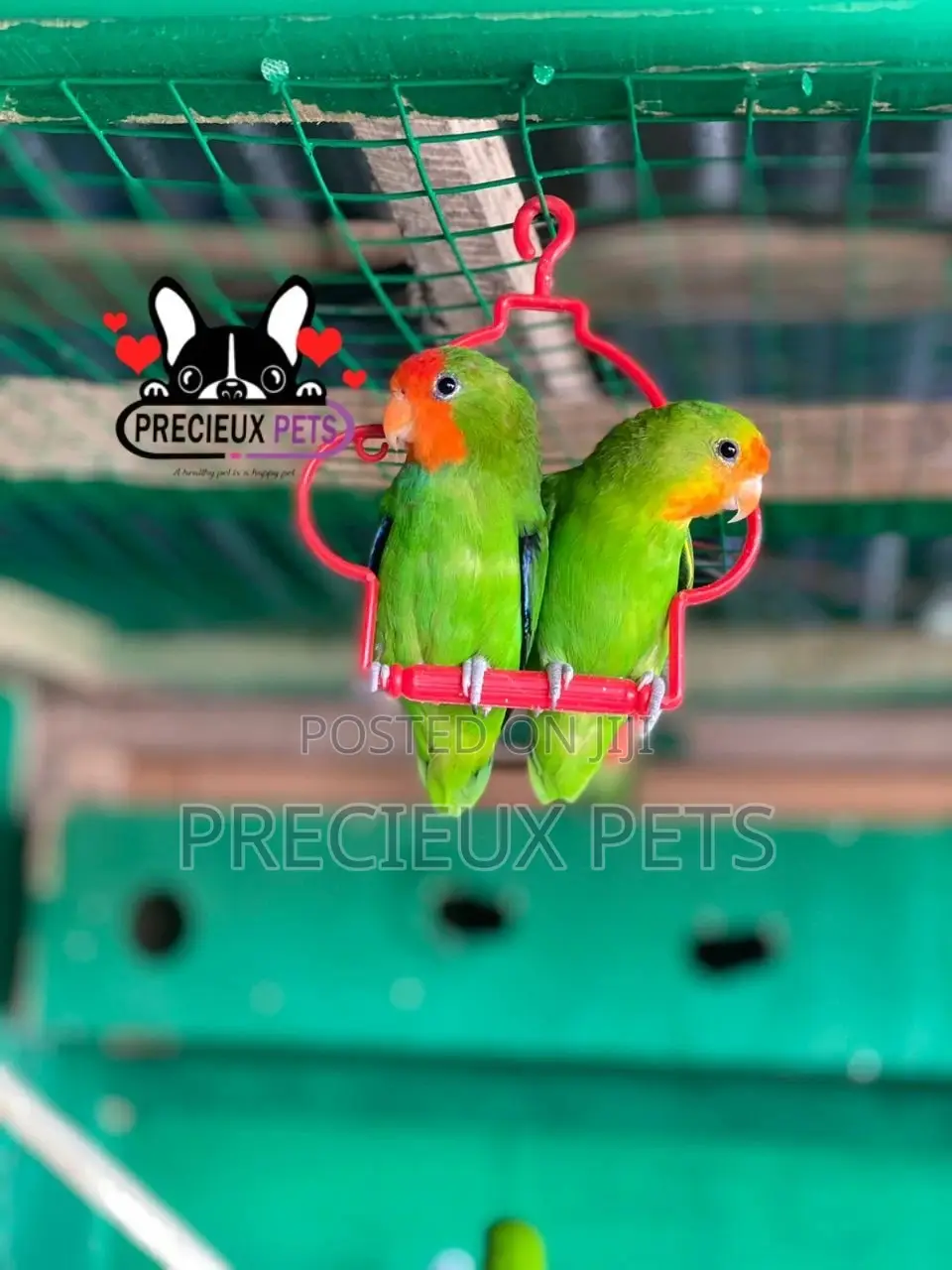 Pair of Red-Headed Lovebirds