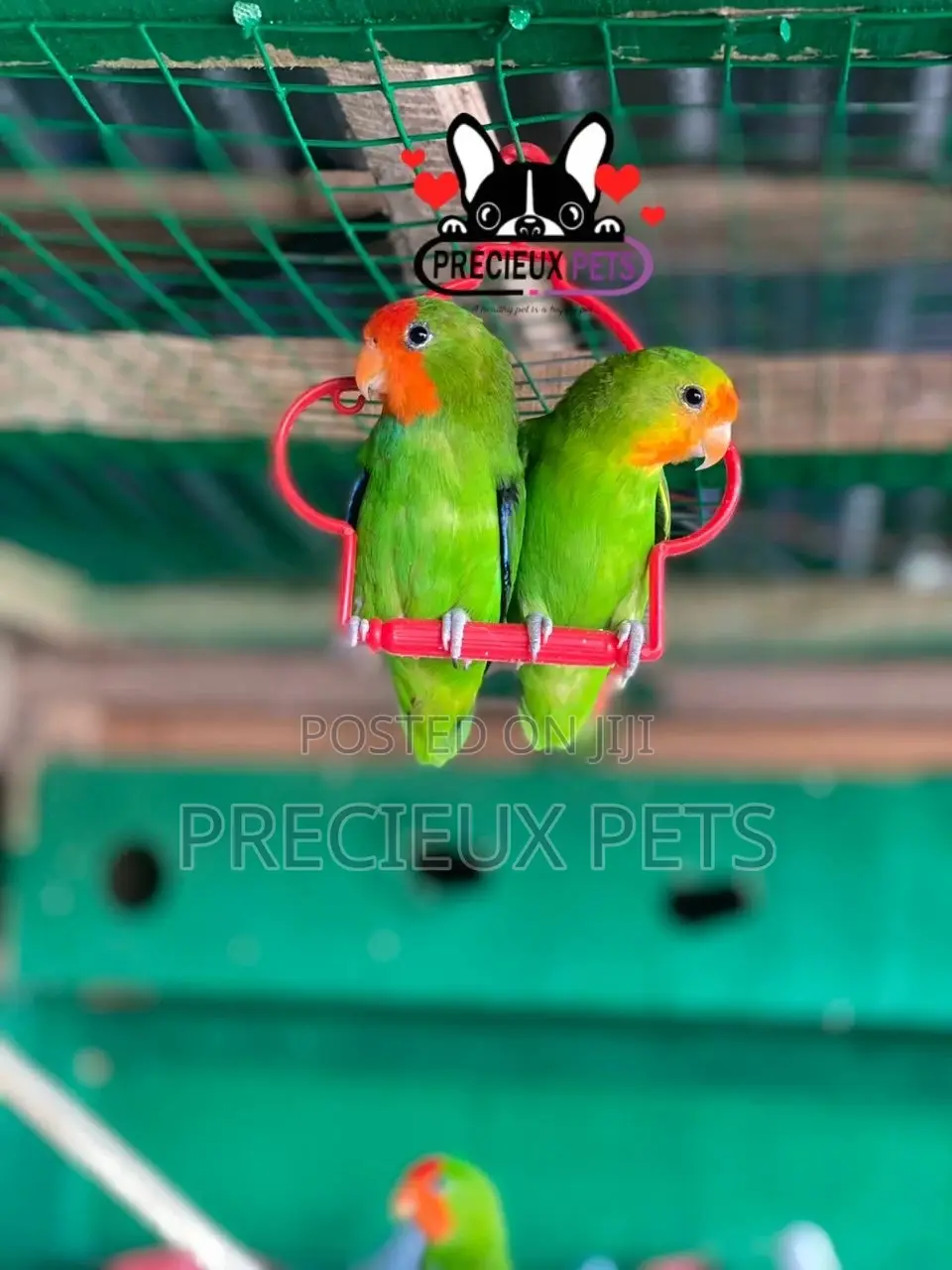 Pair of Red-Headed Lovebirds