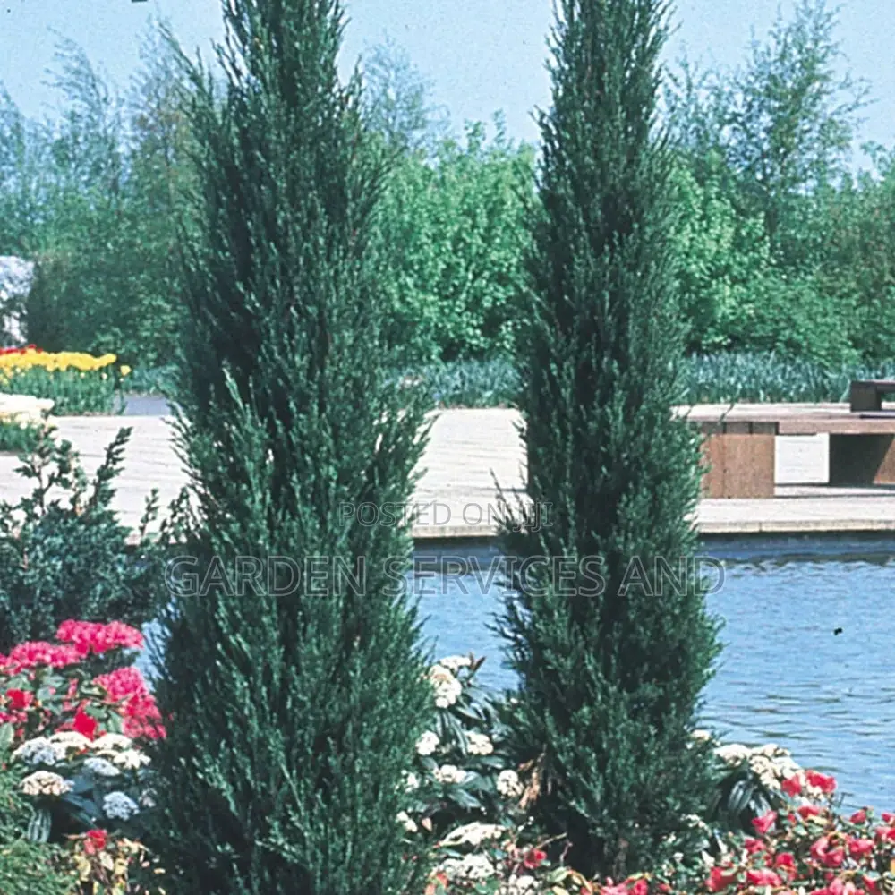 Sky Rocket Thuja for Sale