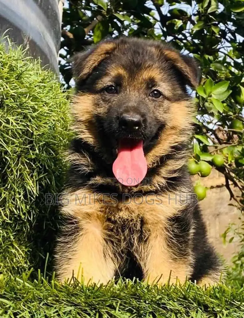 1-3 months Male Purebred German Shepherd