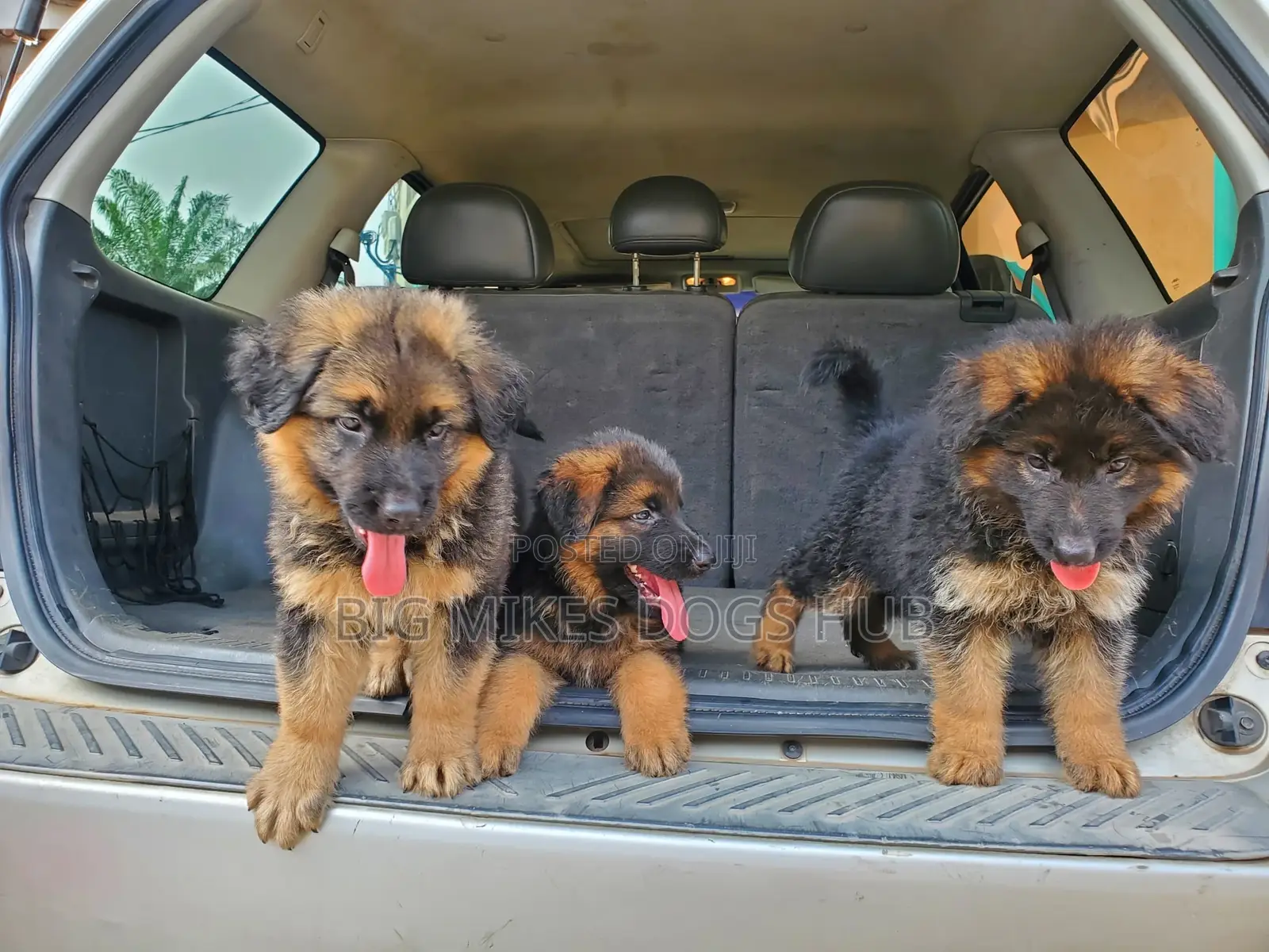1-3 months Male Purebred German Shepherd