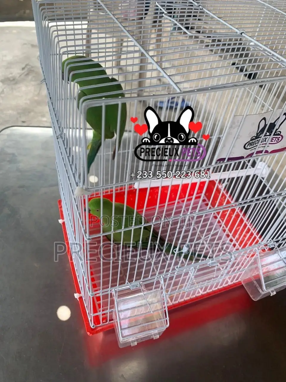 Tamed Ringneck/Longtail Parrot