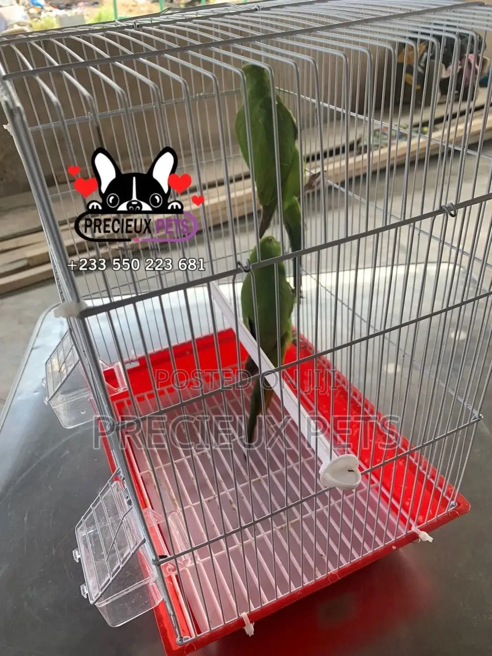 Tamed Ringneck/Longtail Parrot