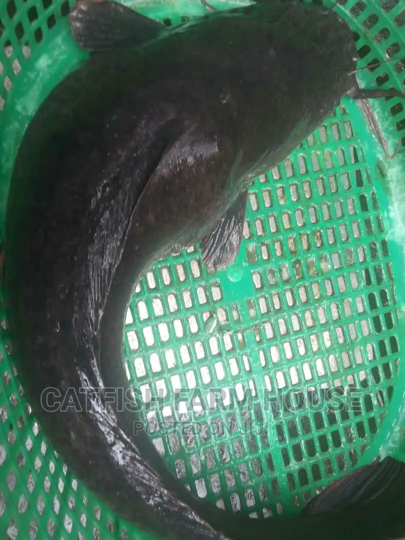 Catfish Ready for Harvest