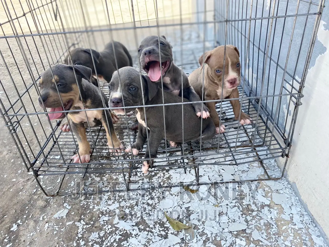 1-3 months Male Purebred American Bully