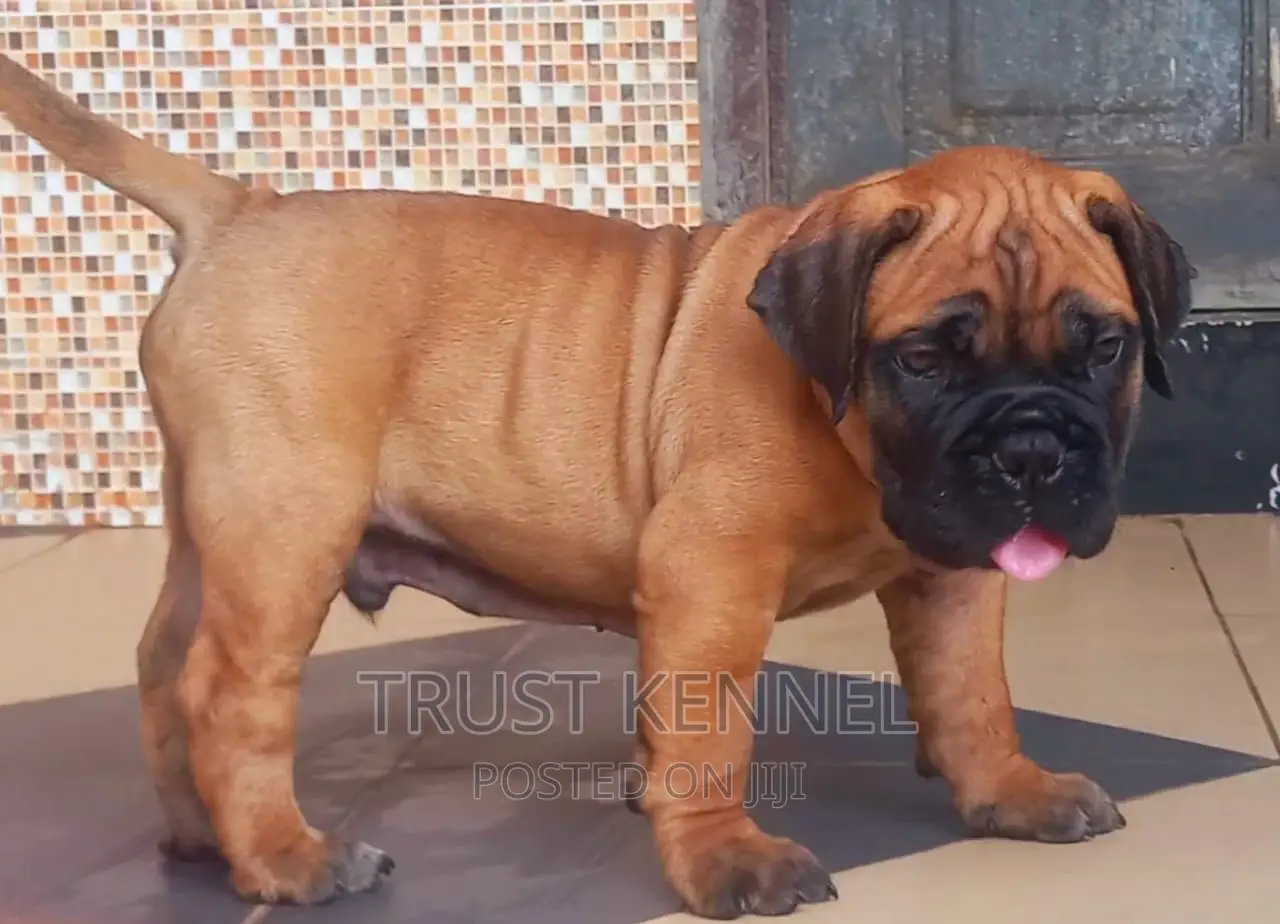 1-3 months Male Purebred Bullmastiff
