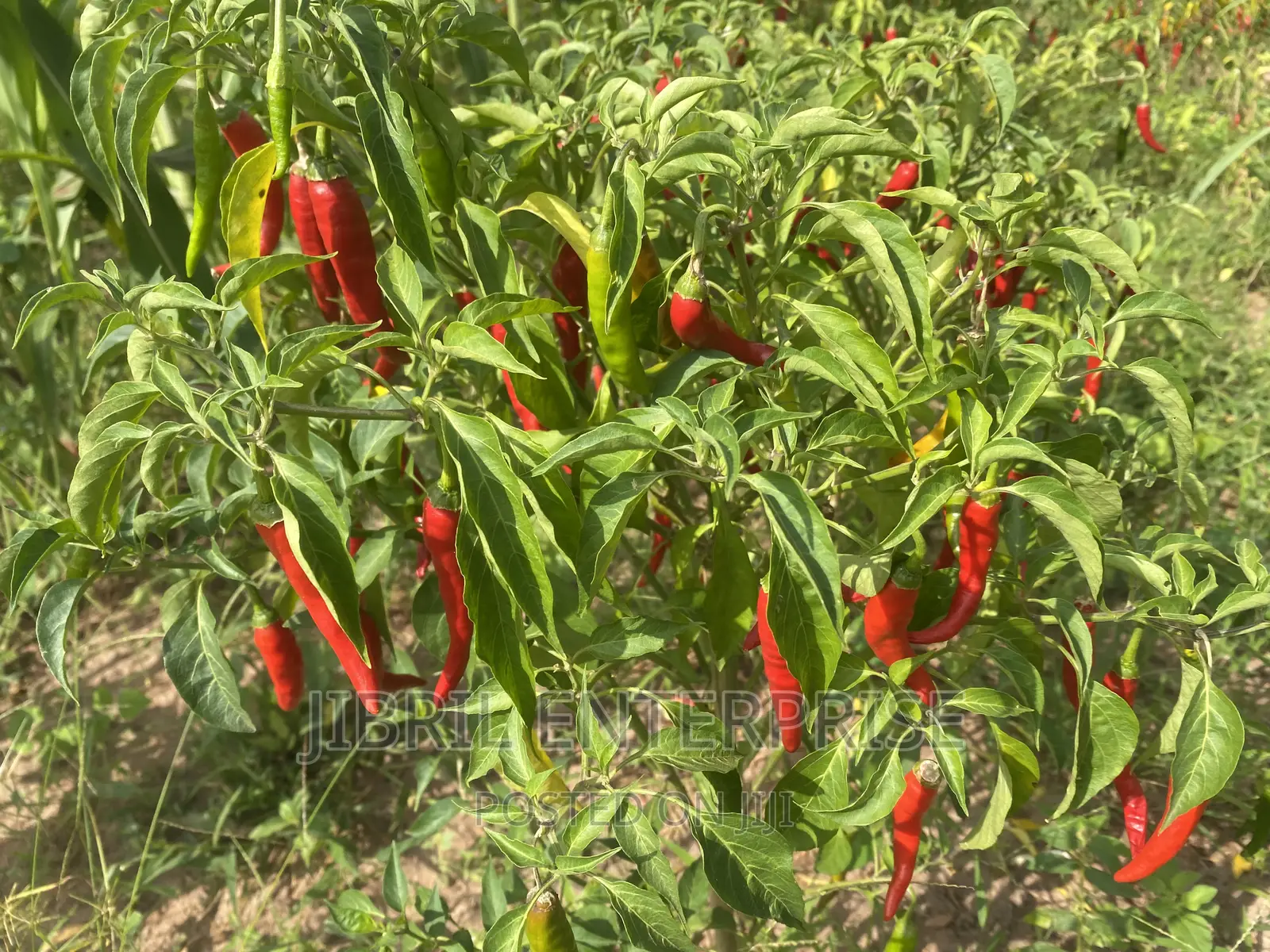 Long Chilli Pepper