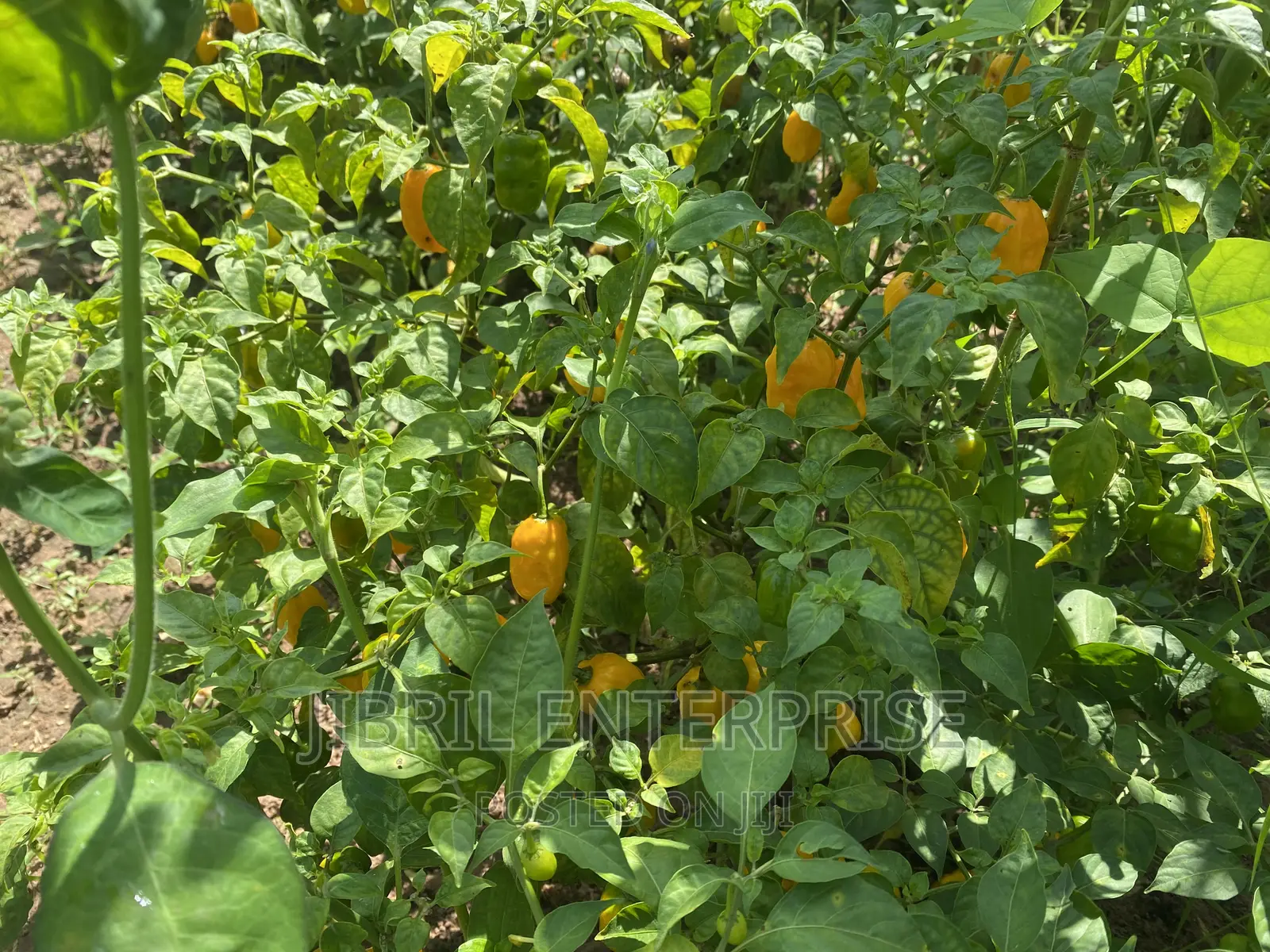 Yellow Habanero Pepper, Non Hybrid, High Yielding Variety, Very Hot.