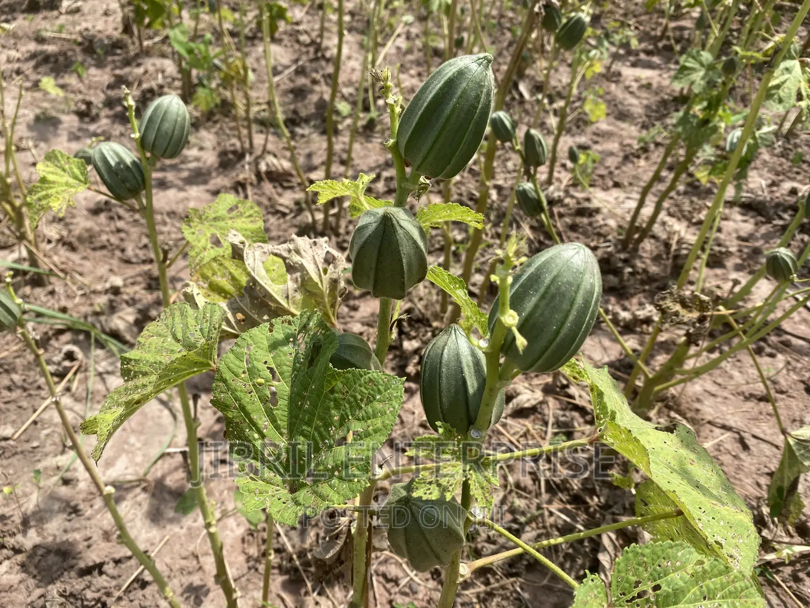 Togolese Dabo Okro(Abelmoscus Esculentus)