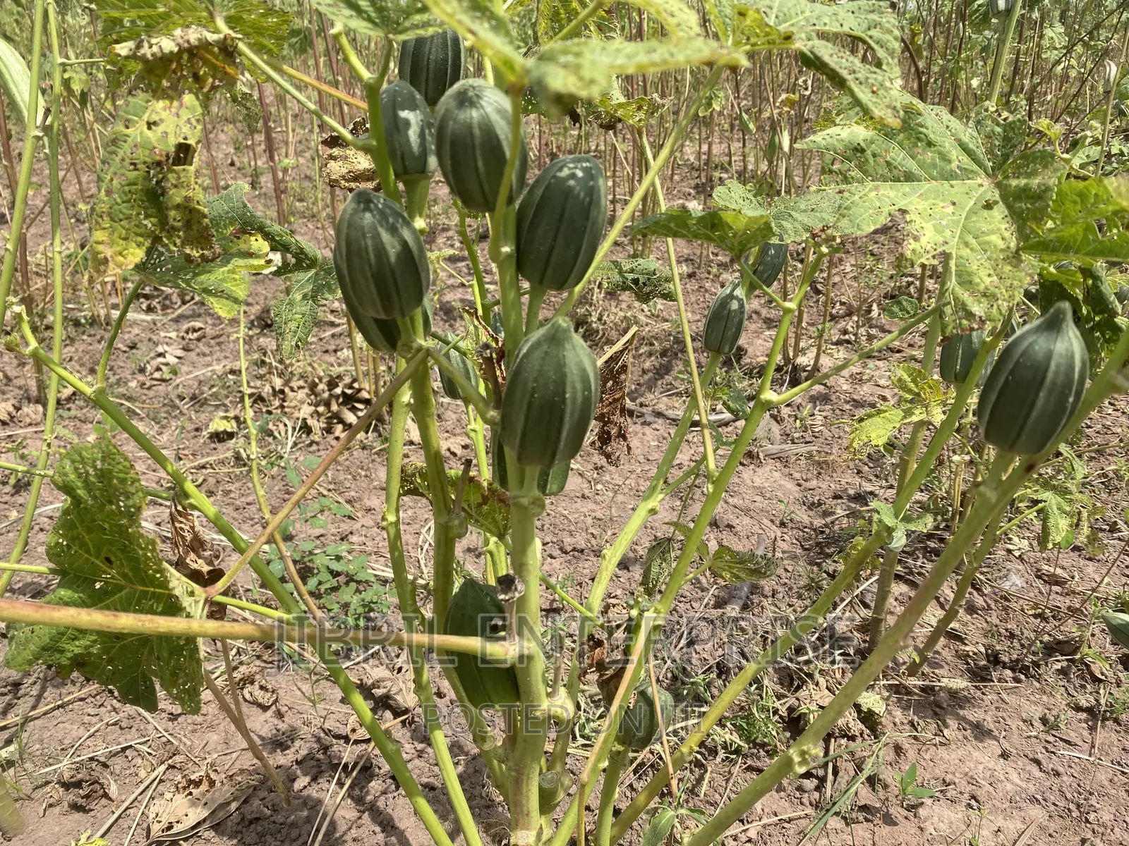 Togolese Dabo Okro(Abelmoscus Esculentus)