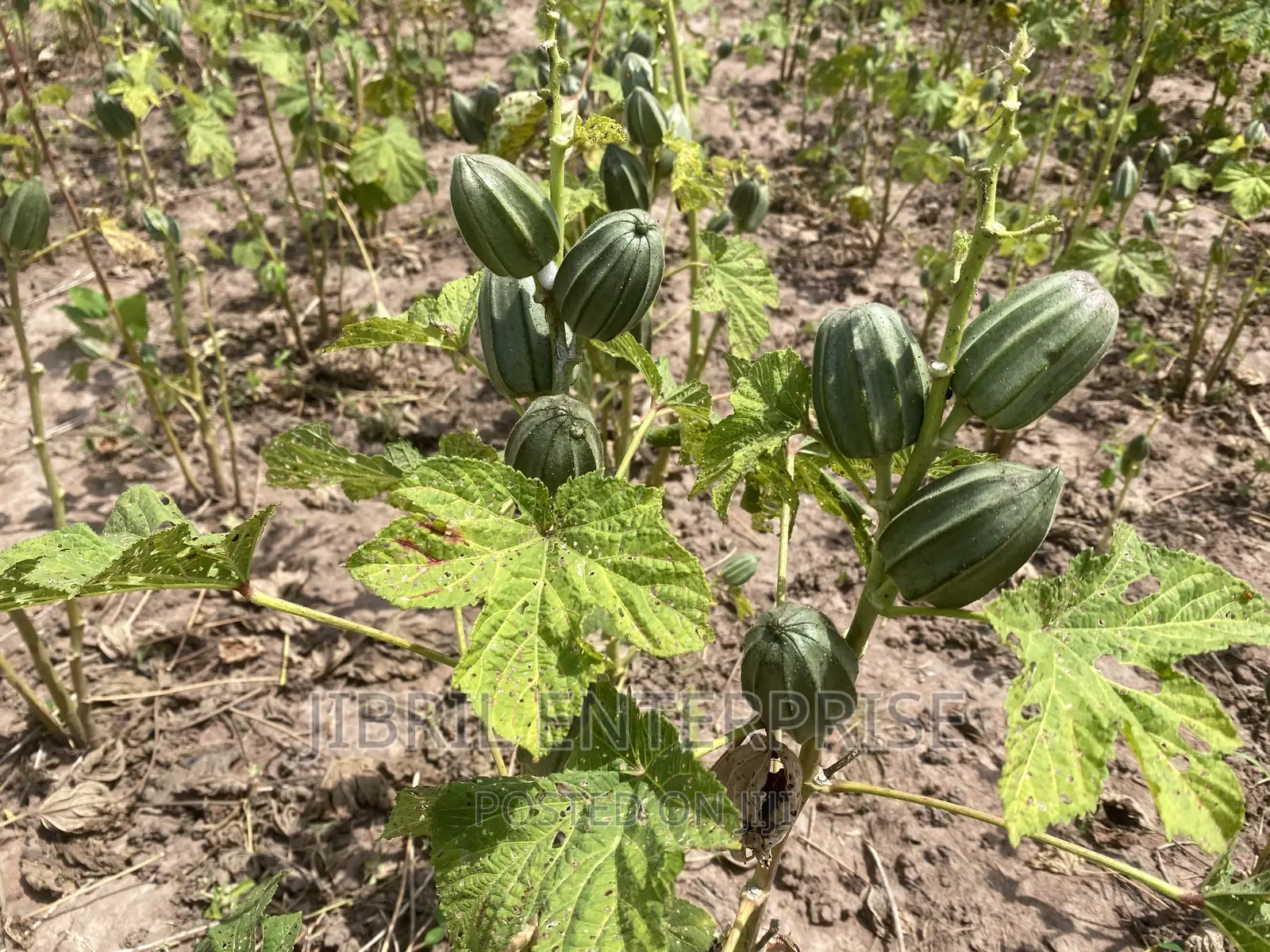 Togolese Dabo Okro(Abelmoscus Esculentus)