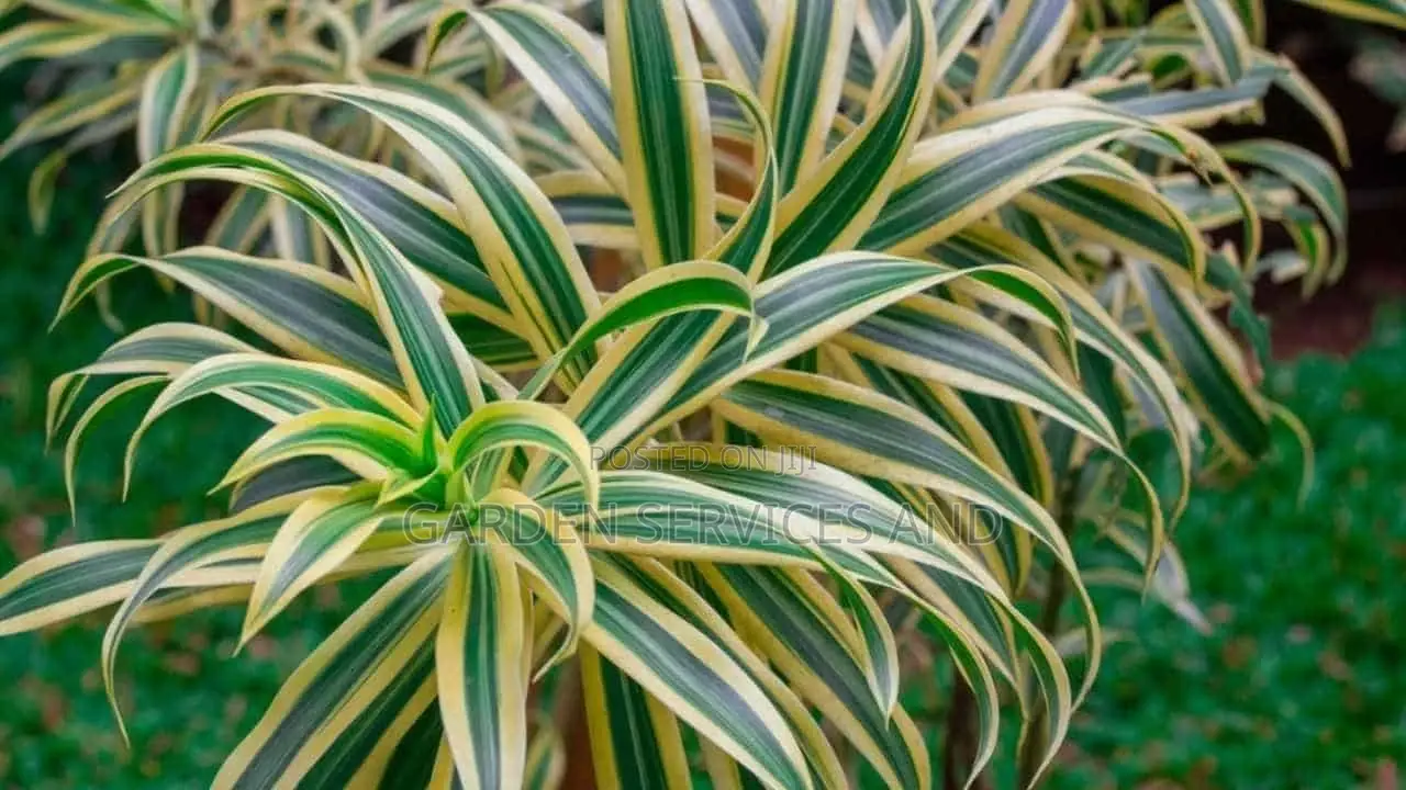 Dracaena for Sale