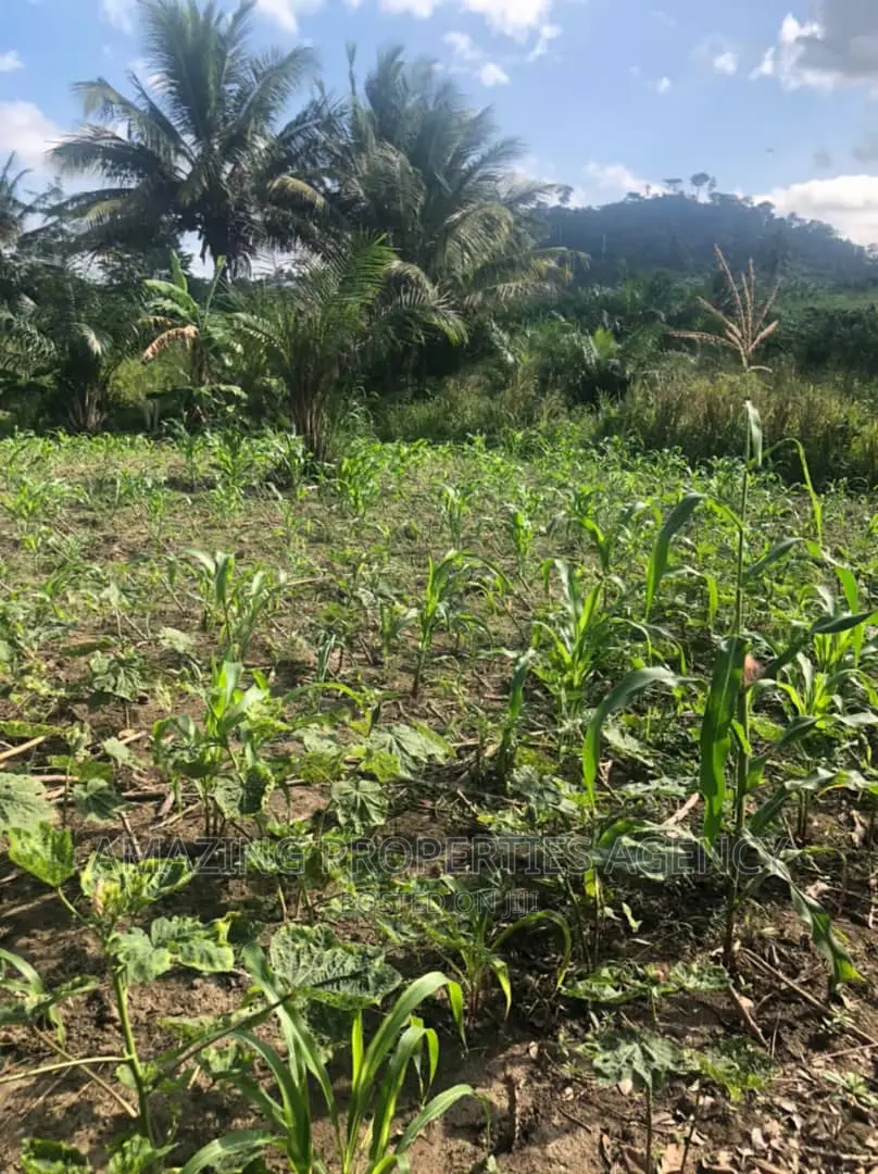 1000 Acres of Land at Bajwiase Awutu