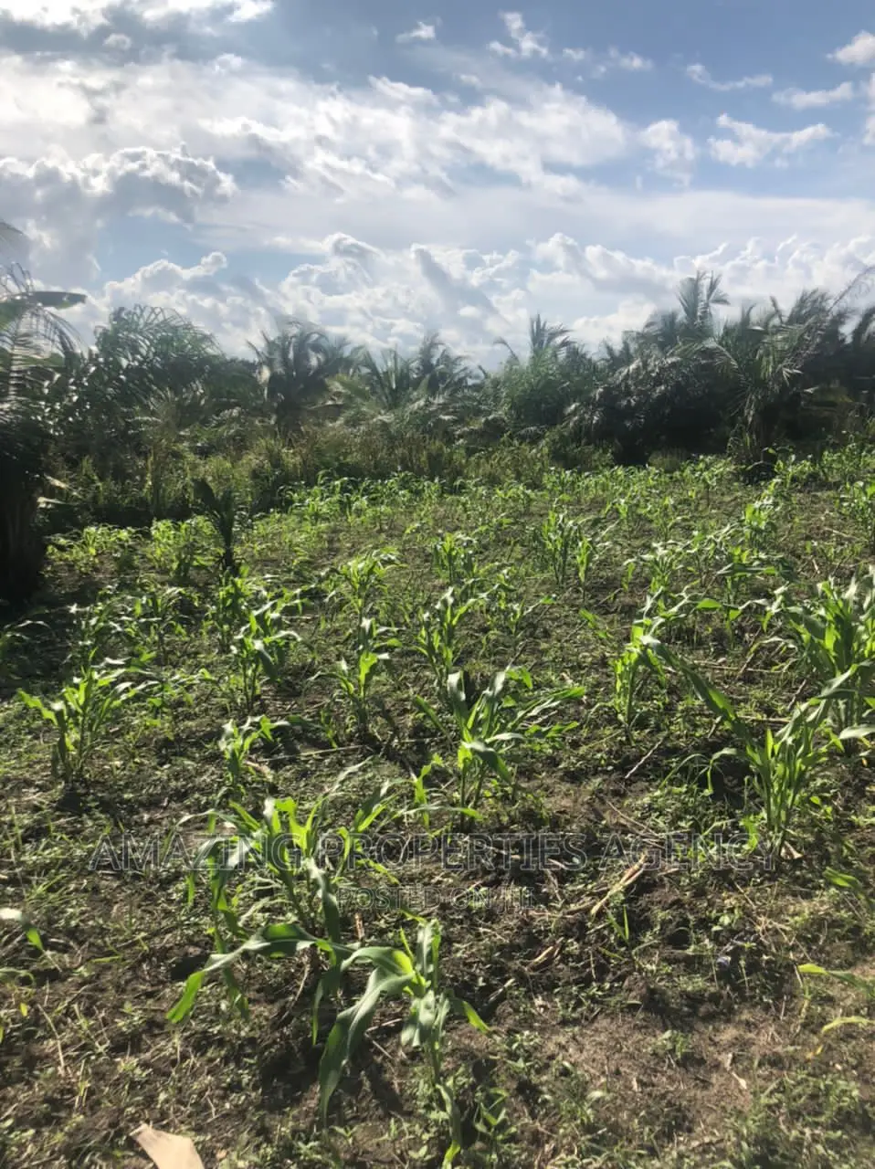 70 Acres of Farm Land at Juapong