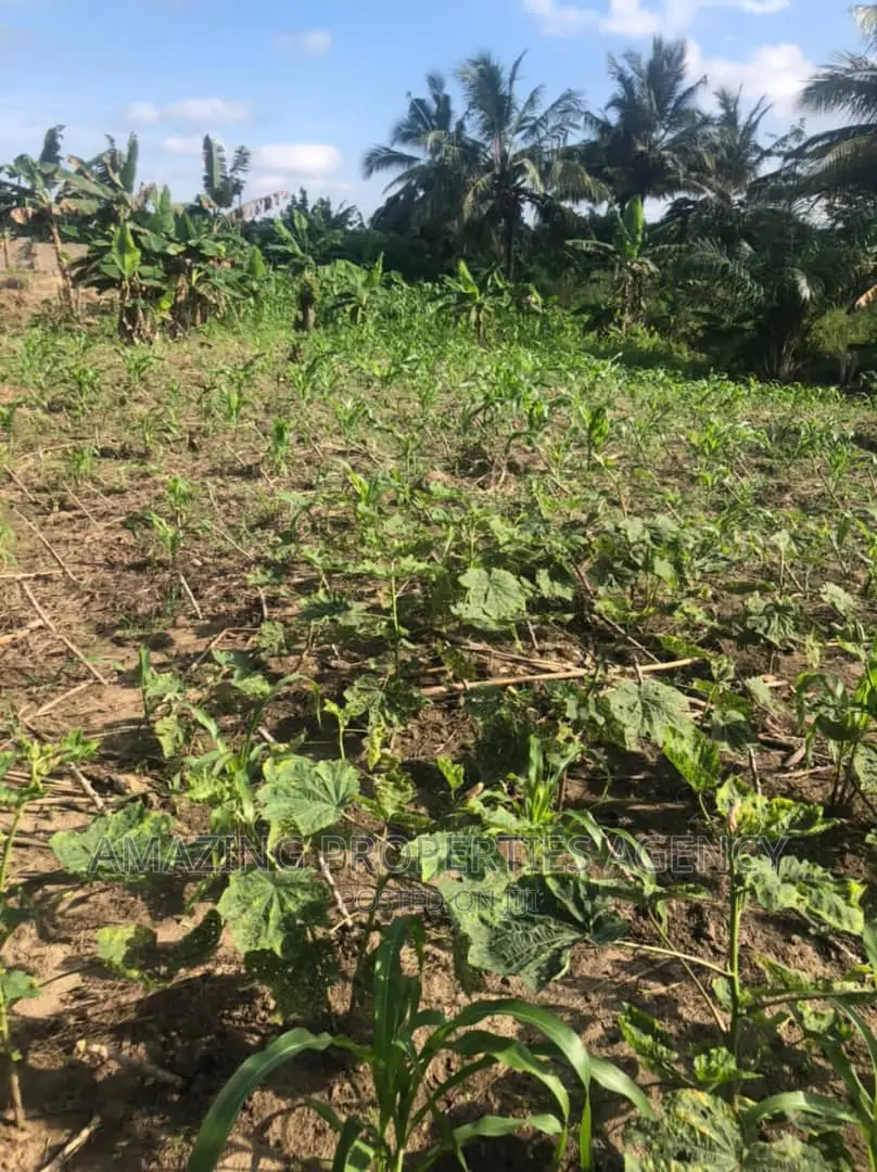 70 Acres of Farm Land at Juapong