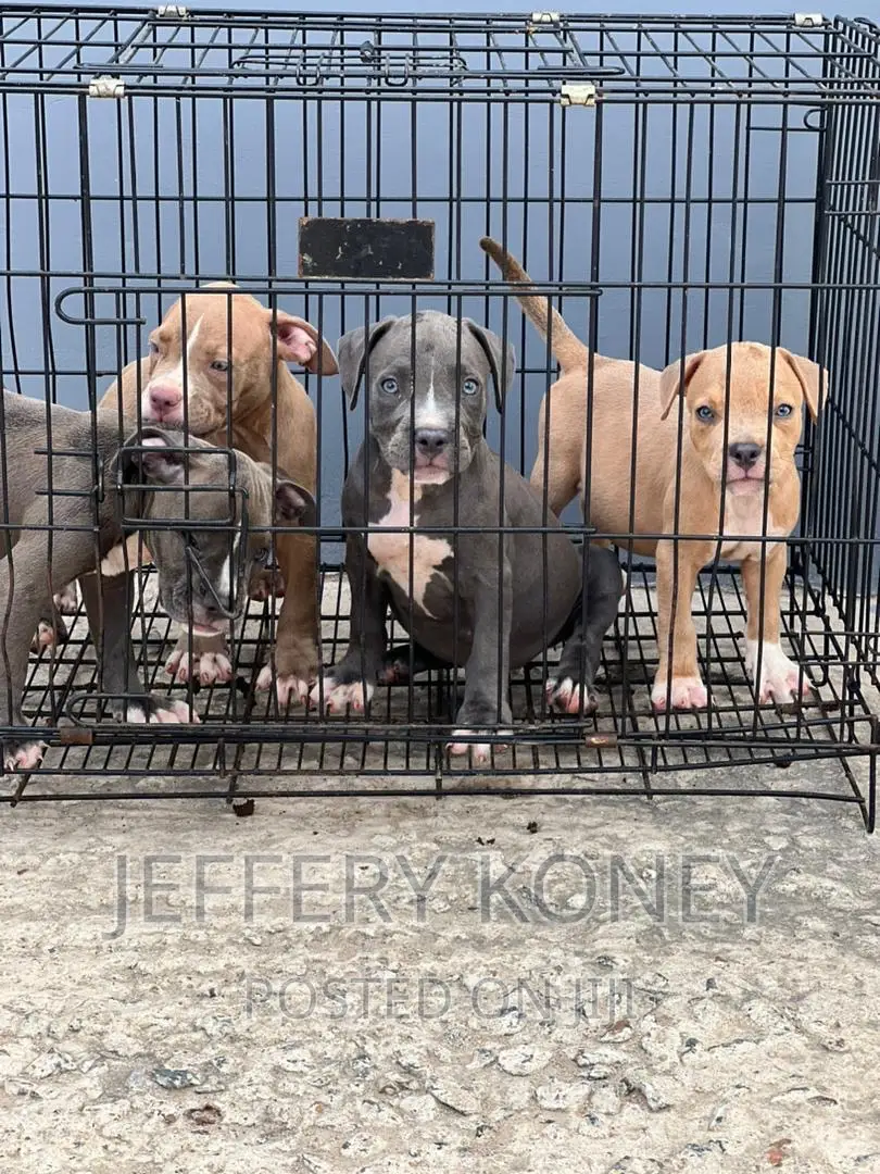 1-3 months Male Purebred American Bully