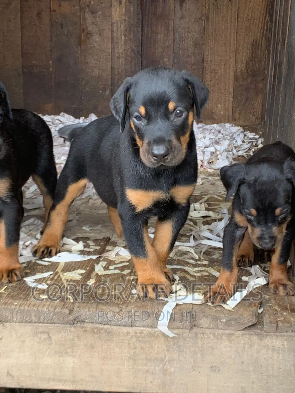 1-3 months Male Purebred Doberman Pinscher