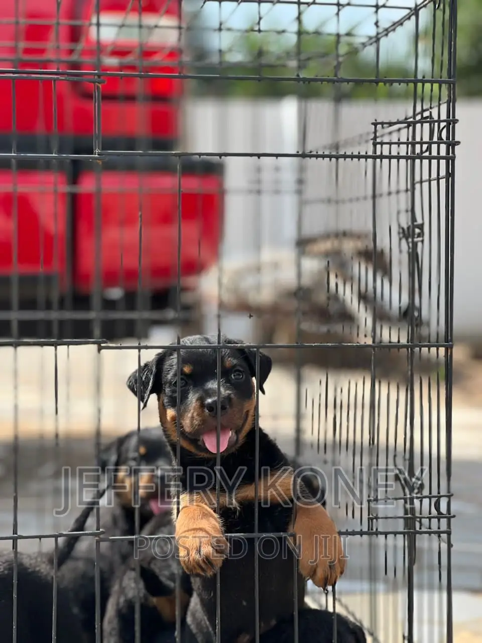 1-3 months Male Purebred Rottweiler