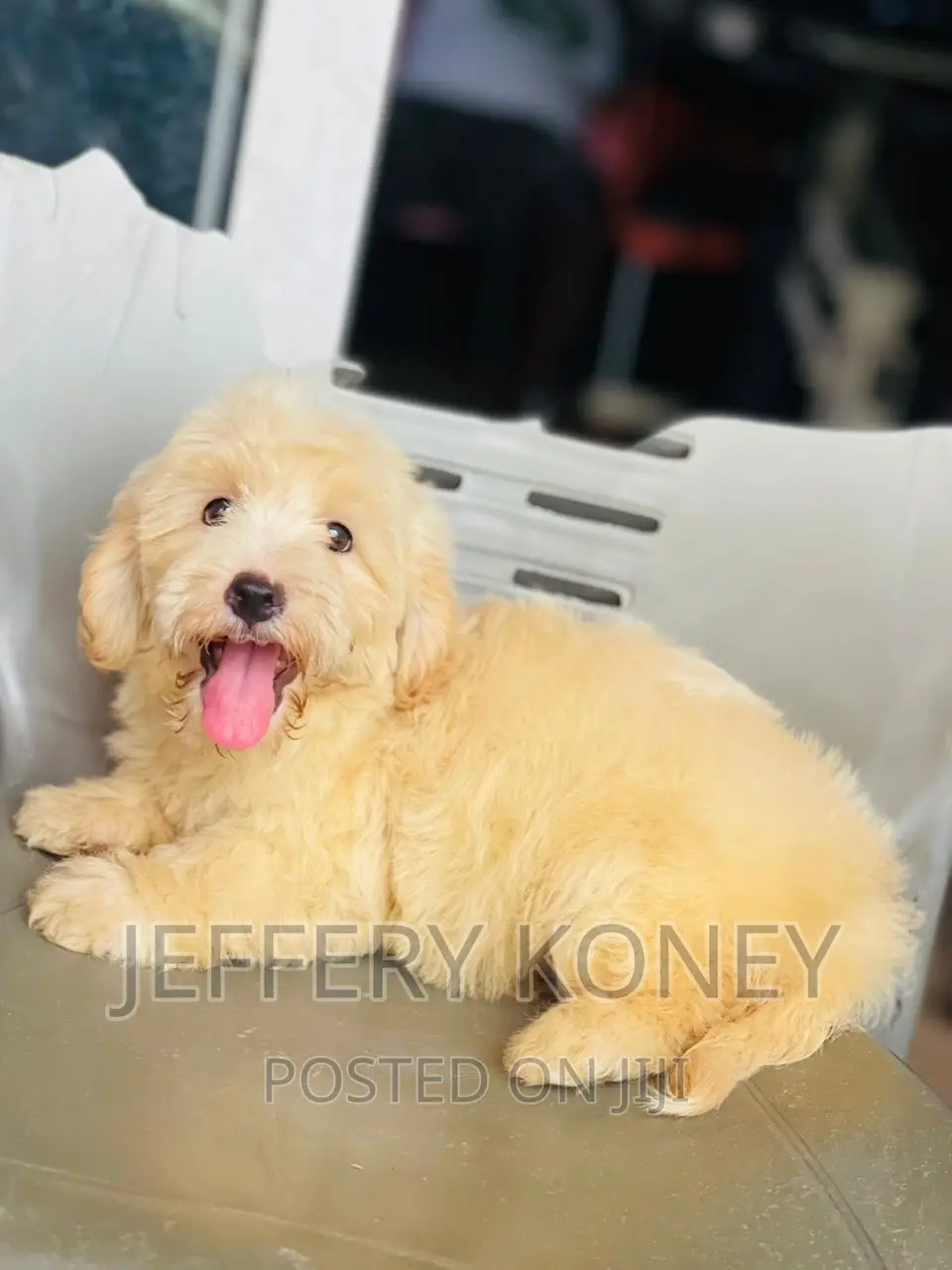 1-3 months Male Purebred Poodle