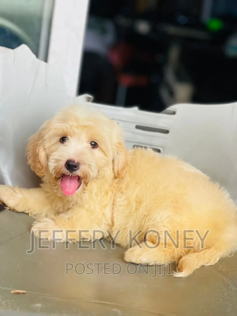 1-3 months Male Purebred Poodle