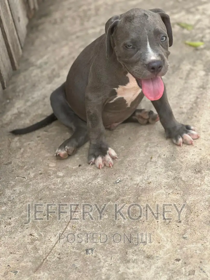 1-3 months Male Purebred American Bully