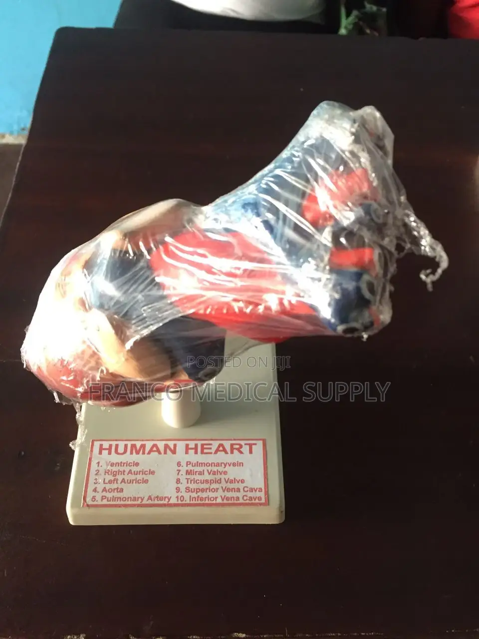 Human Heart Model (Human Organ Anatomy)