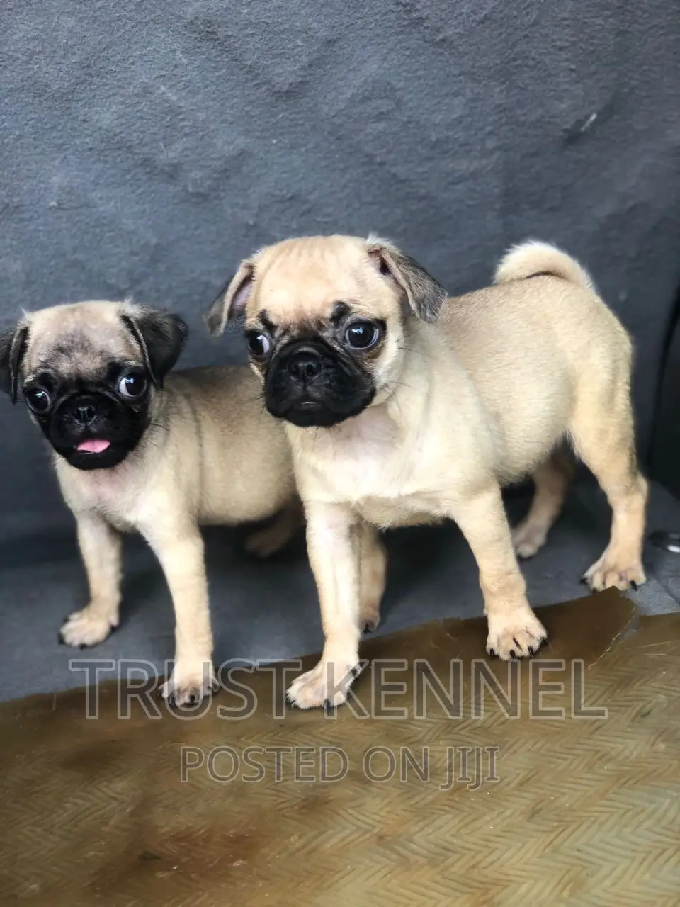 1-3 months Female Purebred Pug