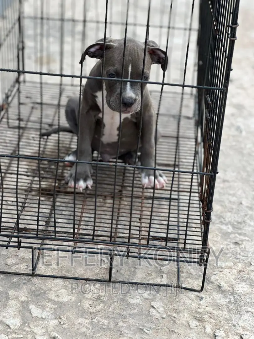 1-3 months Male Purebred American Bully