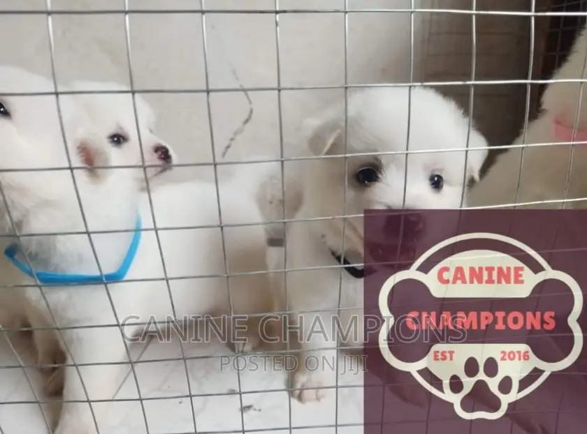 1-3 months Female Purebred Japanese Spitz