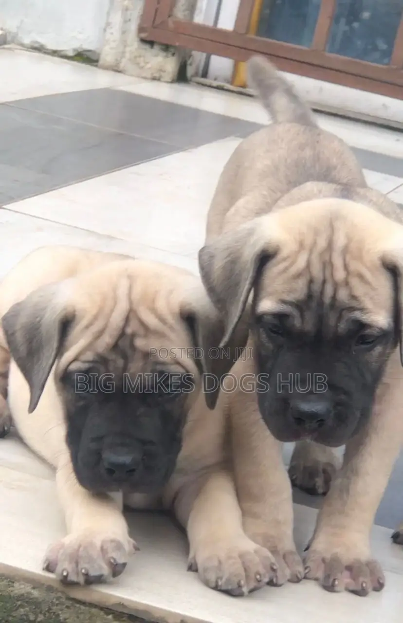 1-3 months Male Purebred Boerboel