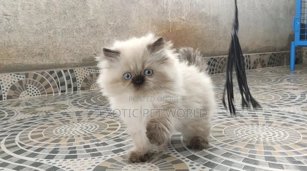 1-3 months Male Purebred Persian